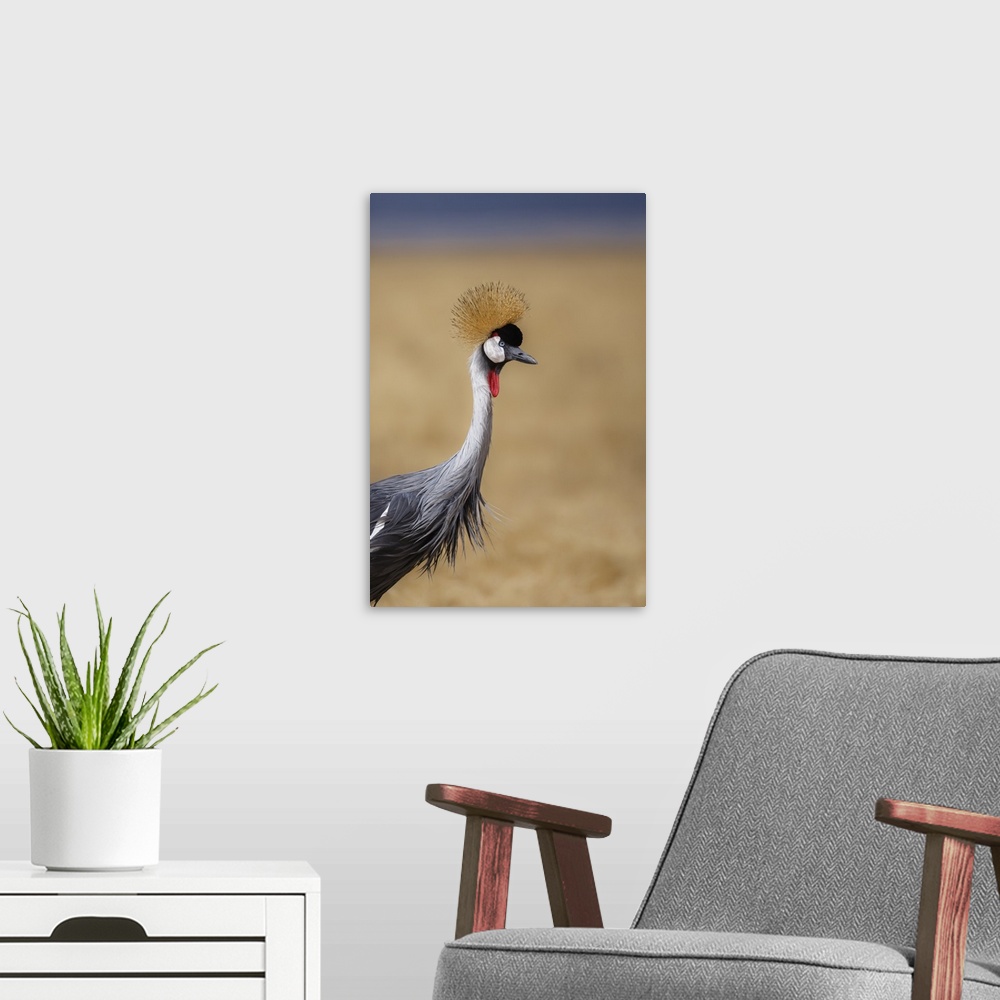 A modern room featuring Grey crowned crane, Ngorongoro National Park, Tanzania