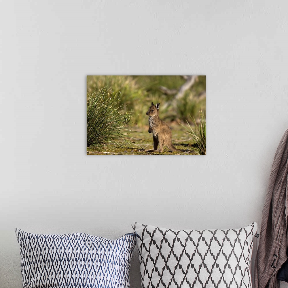 A bohemian room featuring Grey kangaroo, Flinders Chase National Park, Kangaroo Island, South Australia, Australia