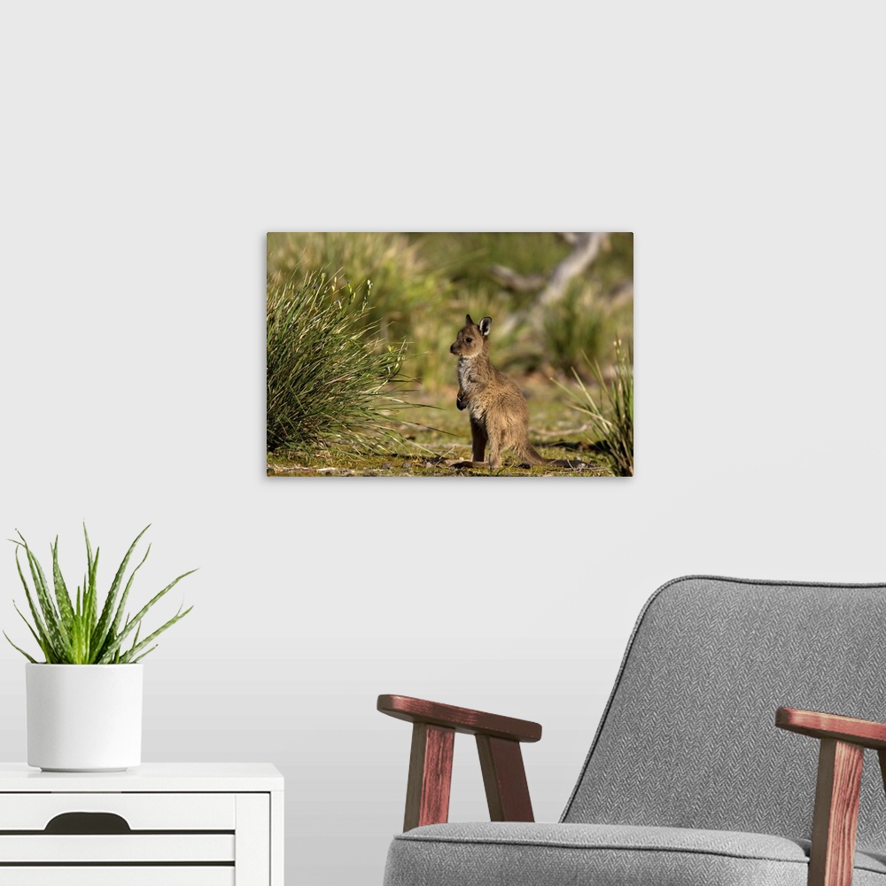 A modern room featuring Grey kangaroo, Flinders Chase National Park, Kangaroo Island, South Australia, Australia