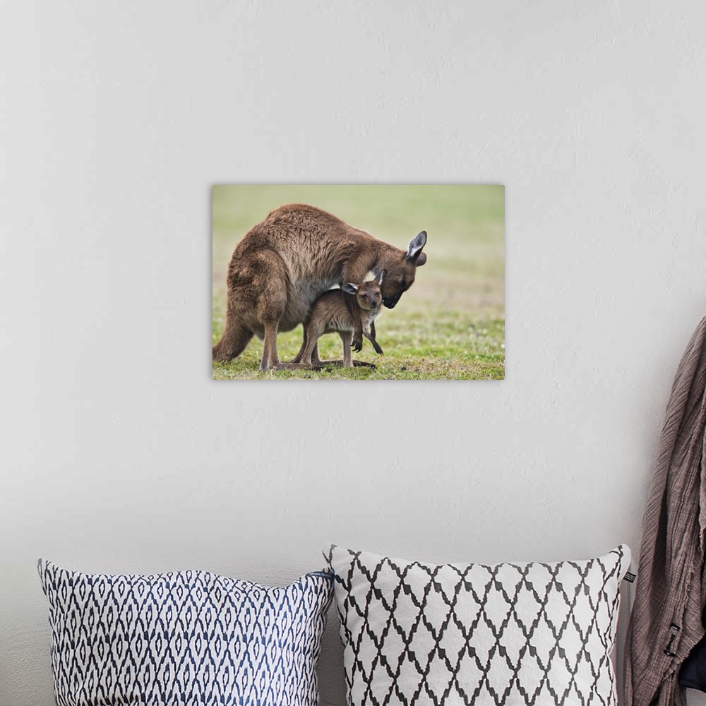A bohemian room featuring Grey kangaroo with joey, Kelly Hill Conservation, Kangaroo Island, Australia