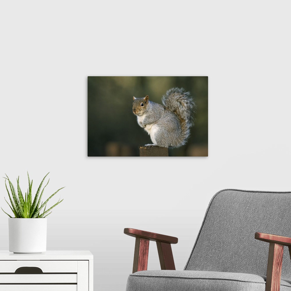 A modern room featuring Grey squirrel, Leighton Moss, RSPB Reserve, Silverdale, Lancashire, England, UK