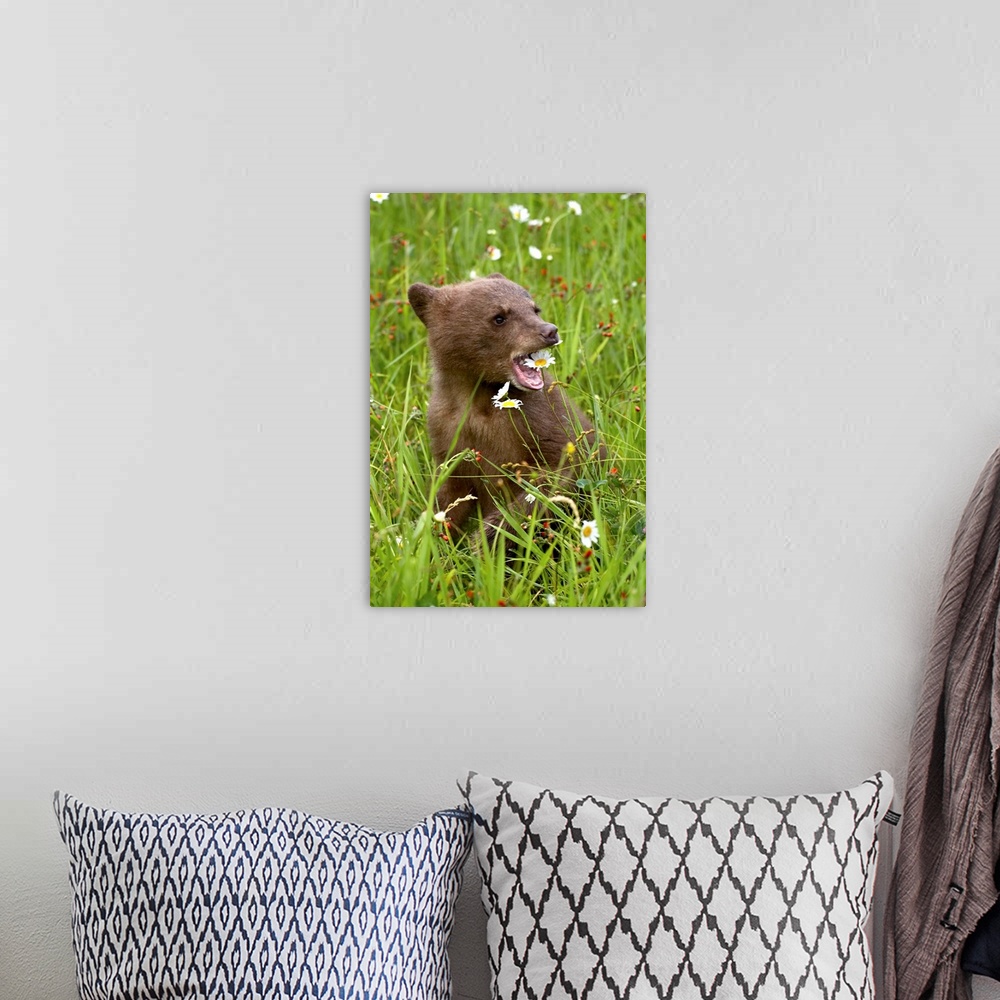 A bohemian room featuring Grizzly bear cub in captivity, eating an oxeye daisy flower, Sandstone, Minnesota, USA