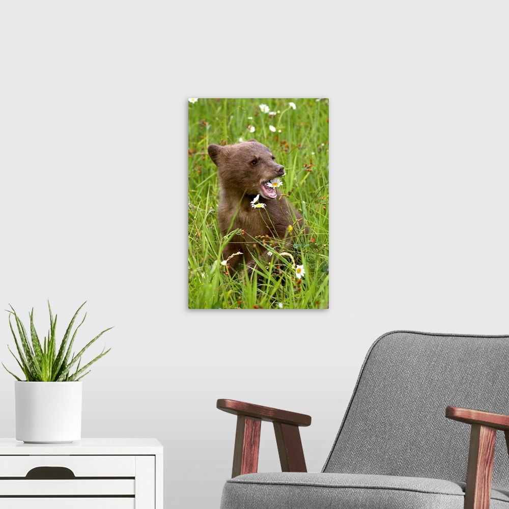A modern room featuring Grizzly bear cub in captivity, eating an oxeye daisy flower, Sandstone, Minnesota, USA