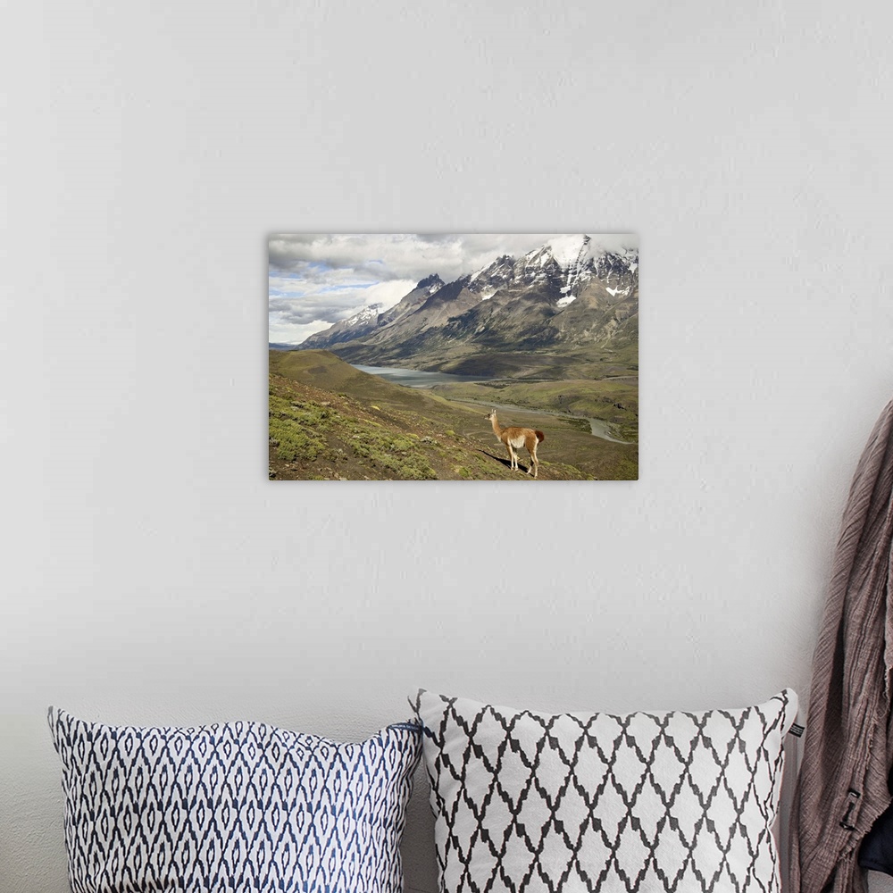 A bohemian room featuring Guanaco, Torres del Paine National Park, Patagonia, Chile