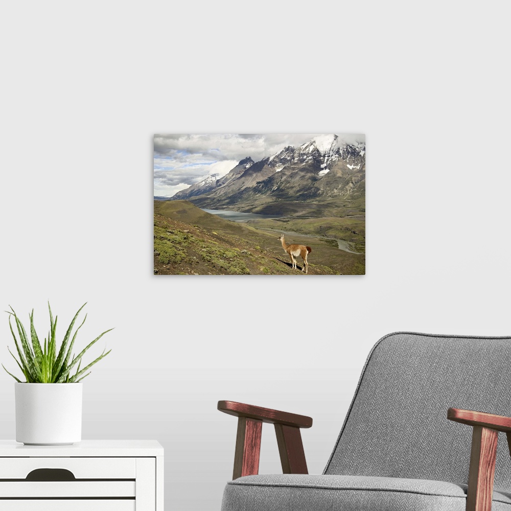 A modern room featuring Guanaco, Torres del Paine National Park, Patagonia, Chile