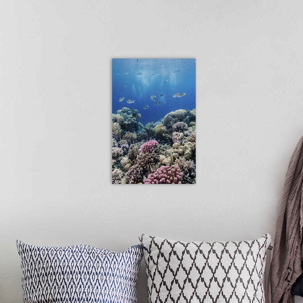 A bohemian room featuring Hard coral and tropical reef scene, Ras Mohammed National Park, Egypt, Red Sea