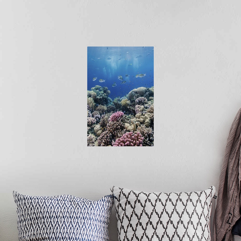 A bohemian room featuring Hard coral and tropical reef scene, Ras Mohammed National Park, Egypt, Red Sea