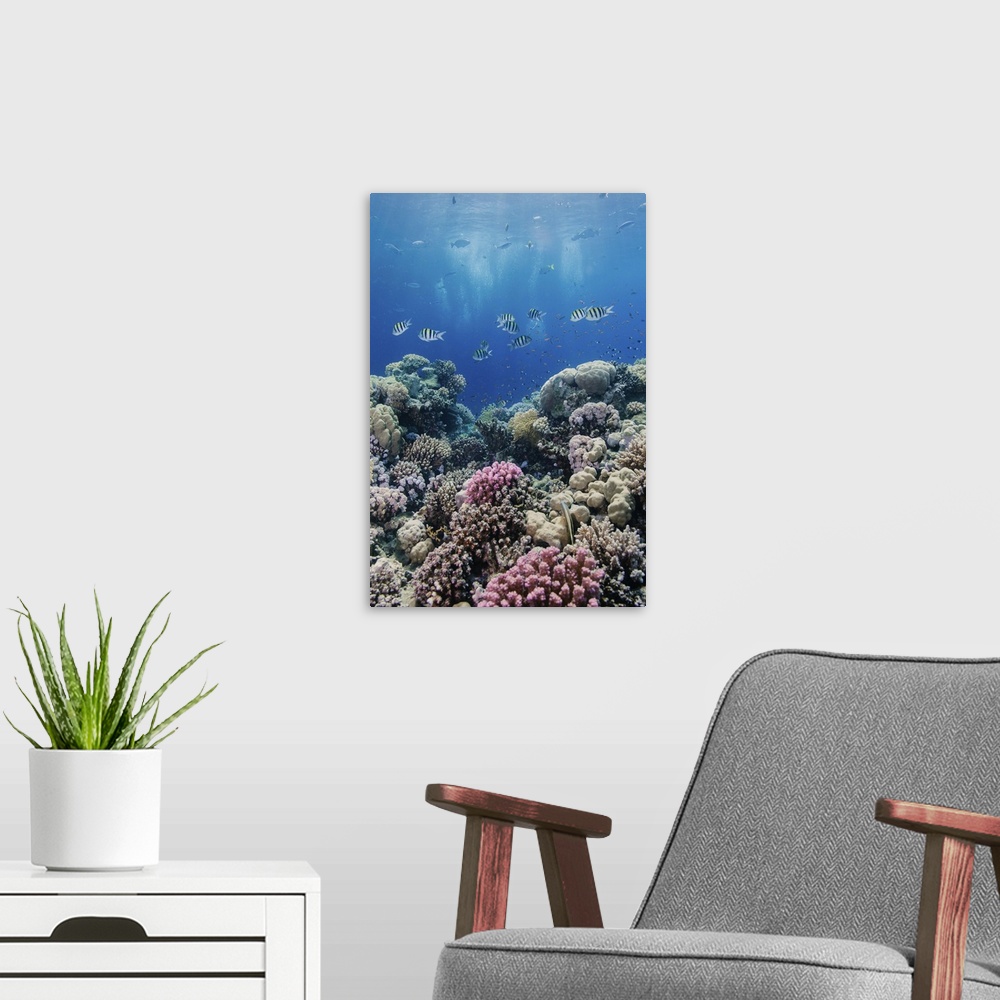 A modern room featuring Hard coral and tropical reef scene, Ras Mohammed National Park, Egypt, Red Sea