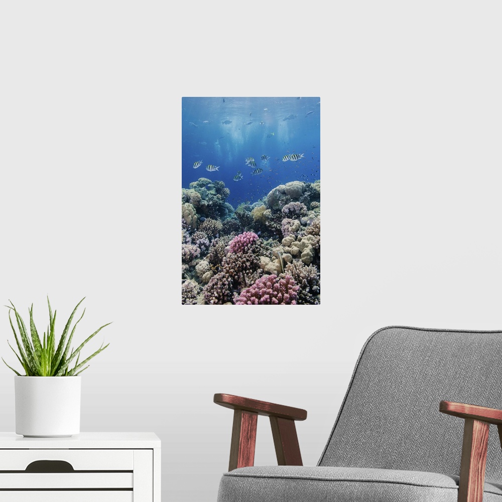 A modern room featuring Hard coral and tropical reef scene, Ras Mohammed National Park, Egypt, Red Sea