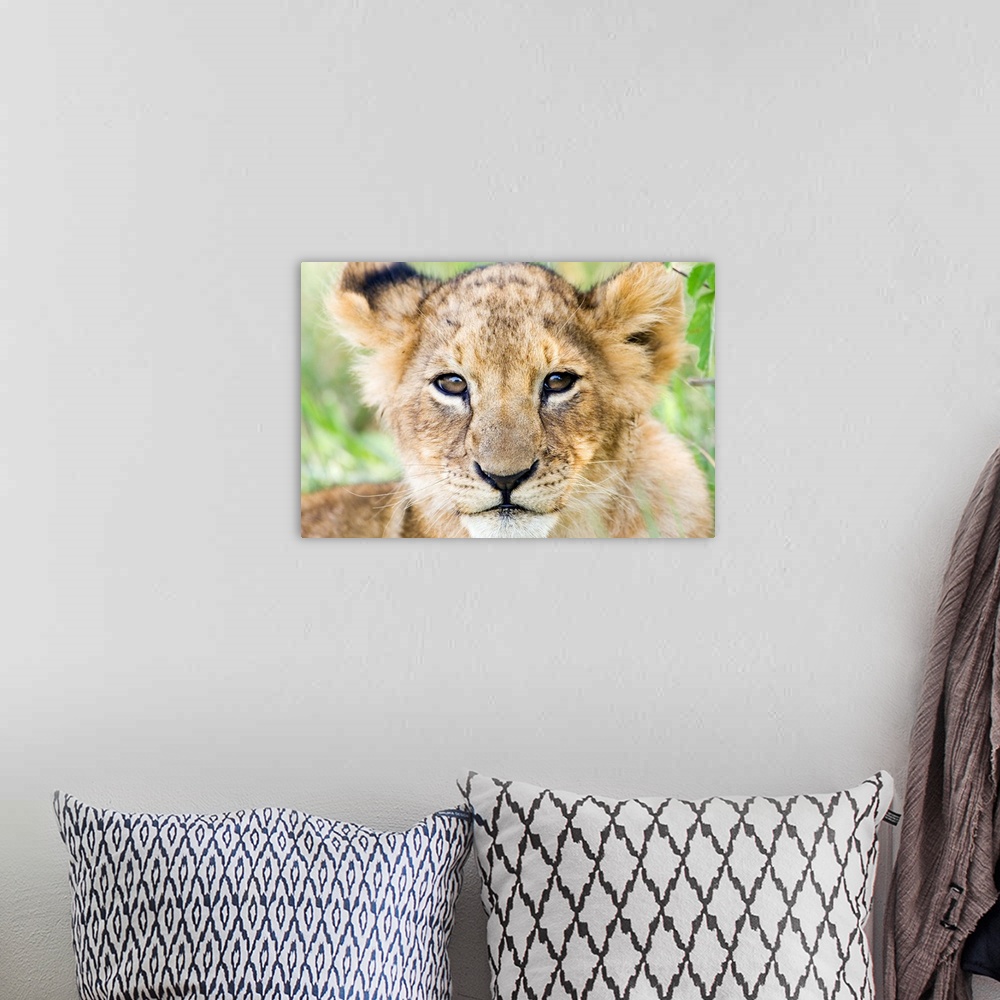 A bohemian room featuring Head on shot of lion cub looking at camera, Masai Mara Game Reserve, Kenya