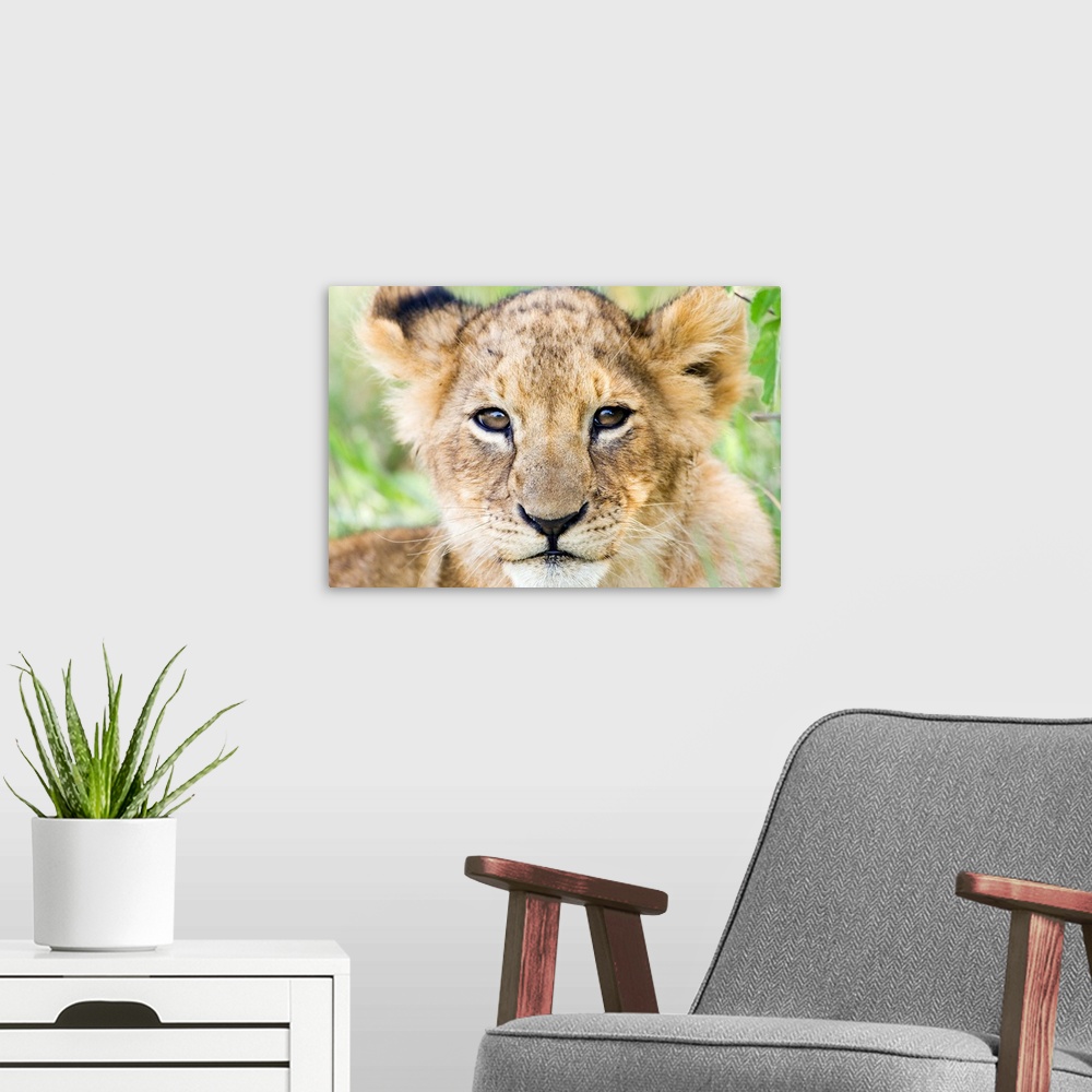 A modern room featuring Head on shot of lion cub looking at camera, Masai Mara Game Reserve, Kenya