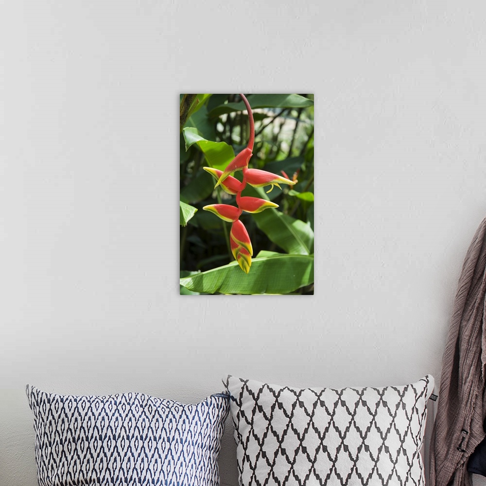 A bohemian room featuring Heliconia flower, Costa Rica, Central America