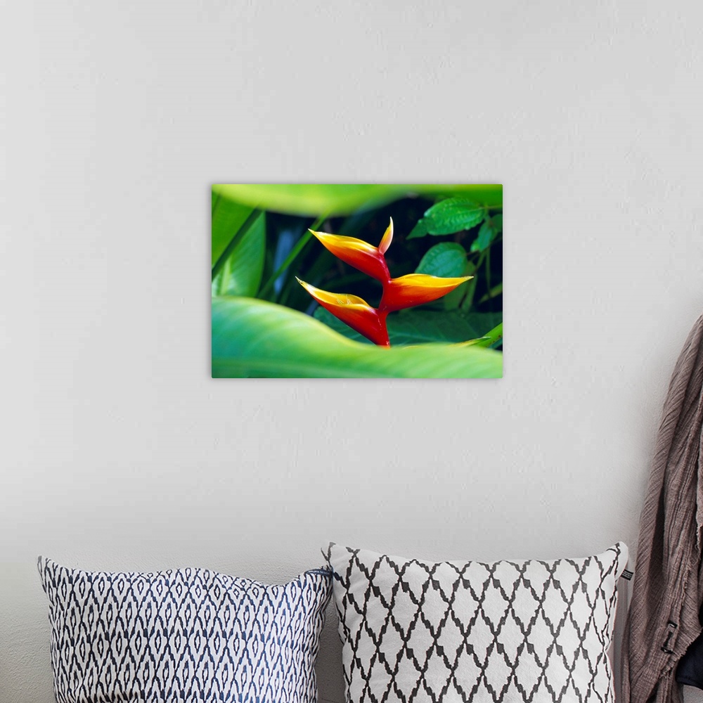 A bohemian room featuring Heliconia flower, tropical rainforest, Dominica, Caribbean