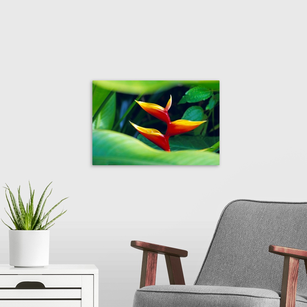 A modern room featuring Heliconia flower, tropical rainforest, Dominica, Caribbean