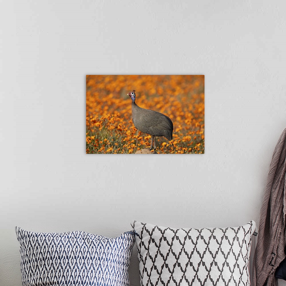 A bohemian room featuring Helmeted guineafowl among orange wildflowers, Namaqualand daisies and glossy-eyed mountain daisie...