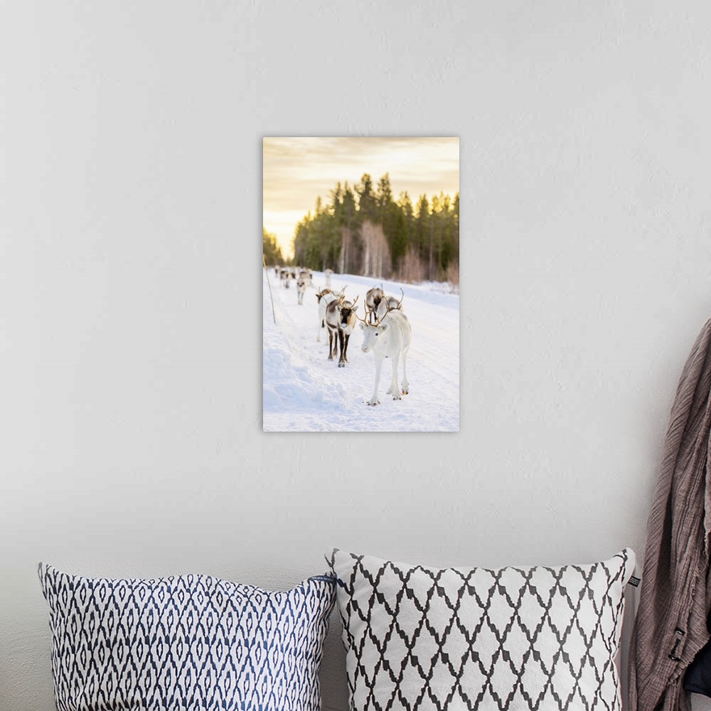 A bohemian room featuring Herding reindeer in beautiful snowy landscape of Jorn, Sweden, Scandinavia, Europe