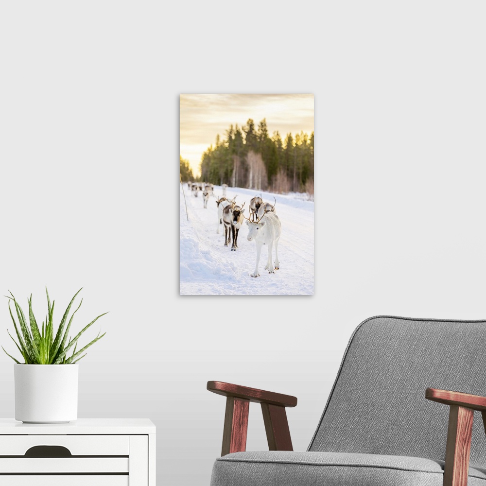 A modern room featuring Herding reindeer in beautiful snowy landscape of Jorn, Sweden, Scandinavia, Europe
