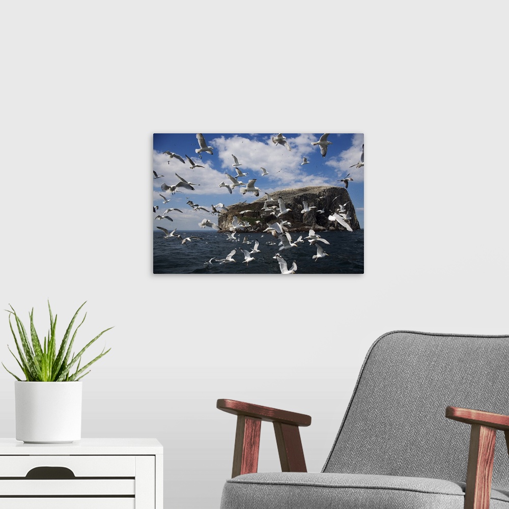 A modern room featuring Herring gulls following fishing boat with Bass Rock behind, Firth of Forth, Scotland