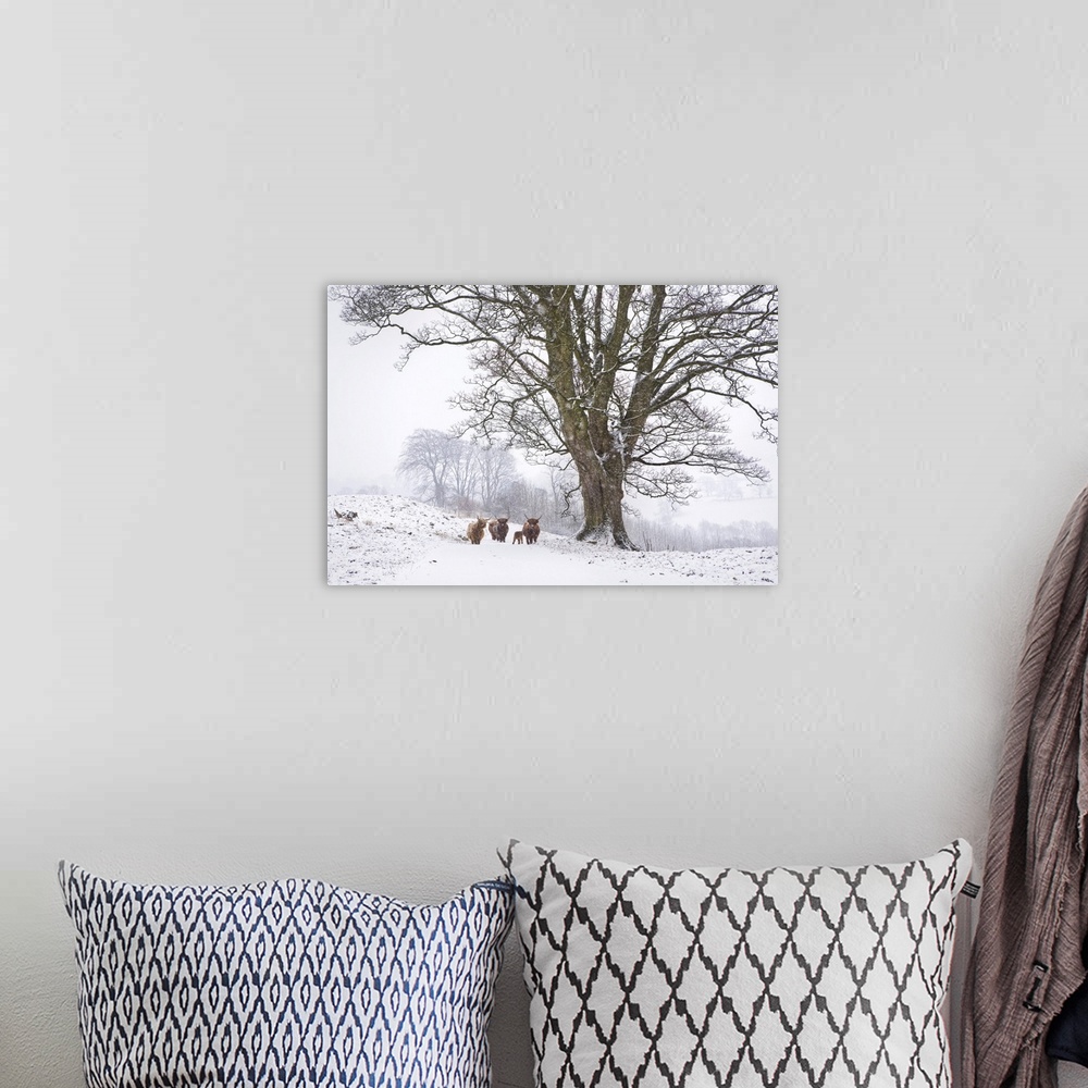 A bohemian room featuring Highland cattle and tree in winter snow, Yorkshire Dales, Yorkshire, England, United Kingdom, Europe