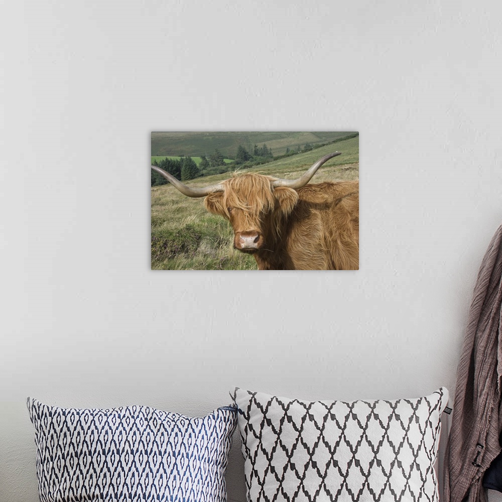 A bohemian room featuring Highland cattle grazing on Dartmoor, Devon, England, UK