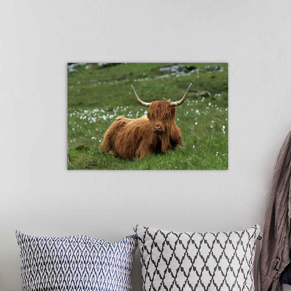 A bohemian room featuring Highland cattle, Isle of Mull, Scotland, United Kingdom, Europe