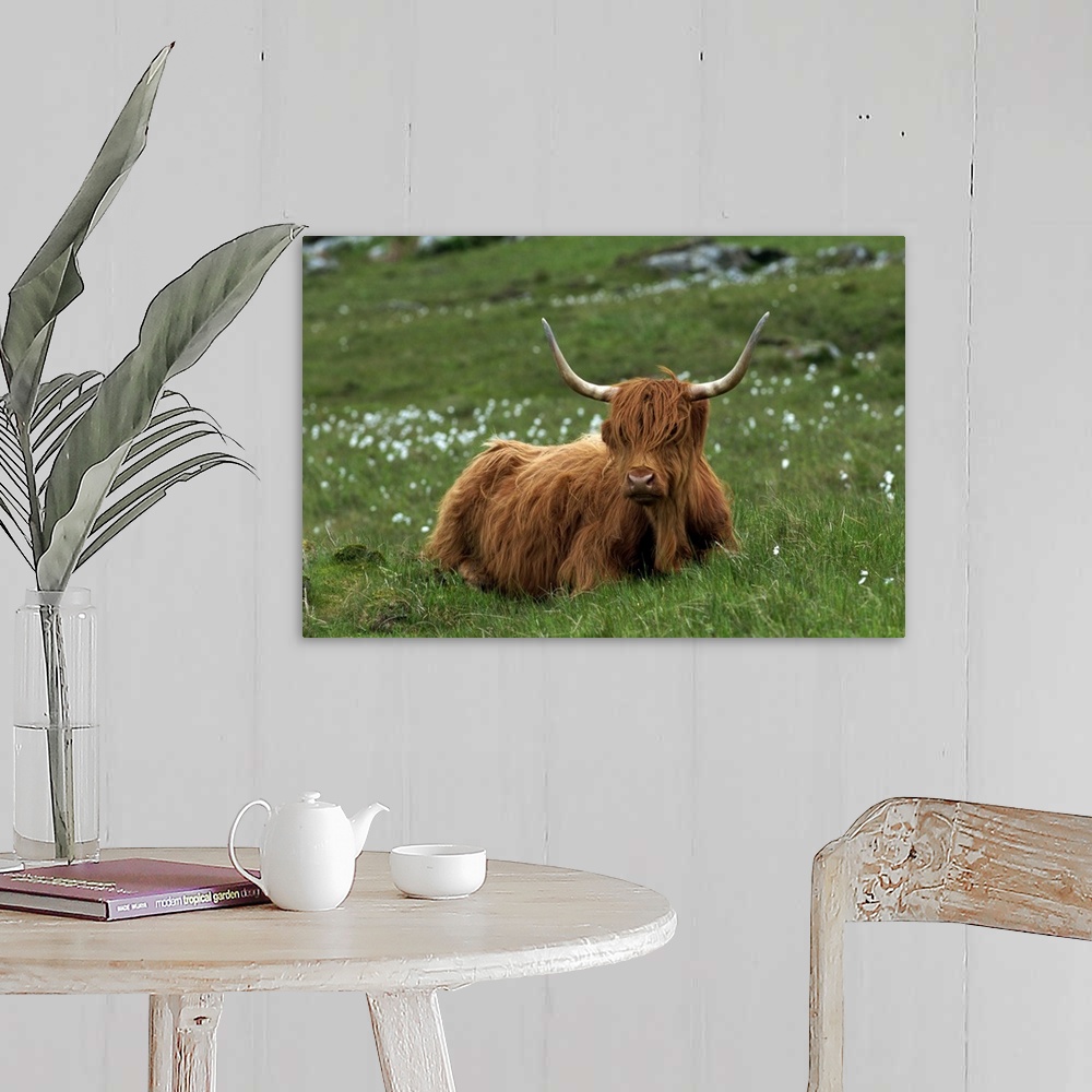 A farmhouse room featuring Highland cattle, Isle of Mull, Scotland, United Kingdom, Europe