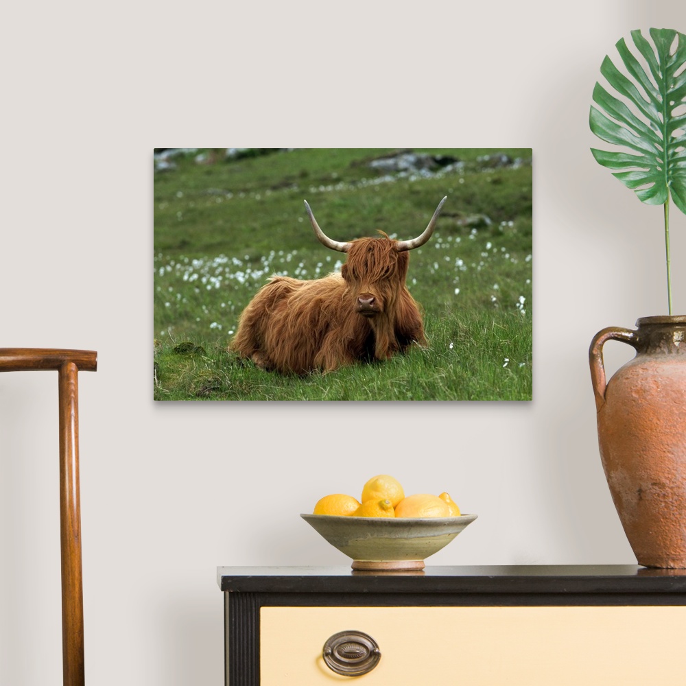 A traditional room featuring Highland cattle, Isle of Mull, Scotland, United Kingdom, Europe