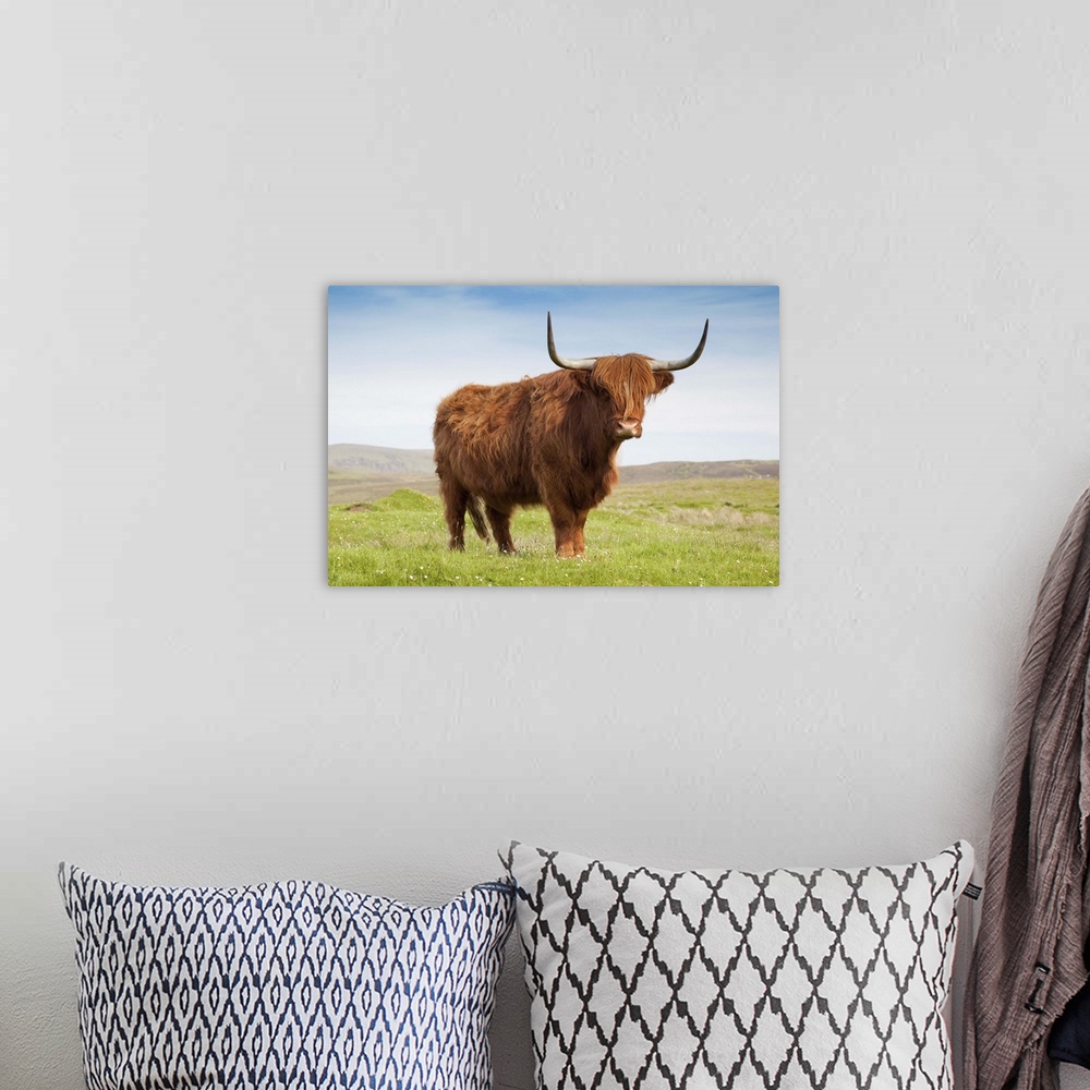 A bohemian room featuring Highland cattle, Isle of Skye, Scotland, UK