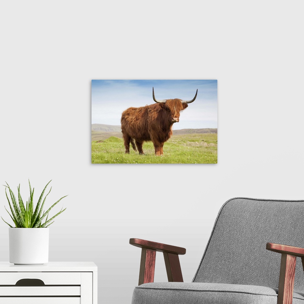 A modern room featuring Highland cattle, Isle of Skye, Scotland, UK