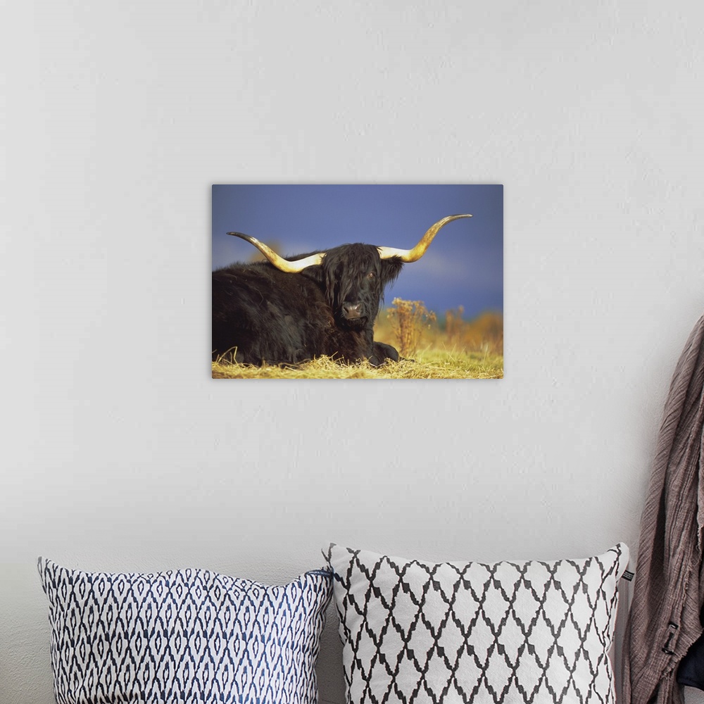 A bohemian room featuring Highland cattle, Scotland, UK, Europe