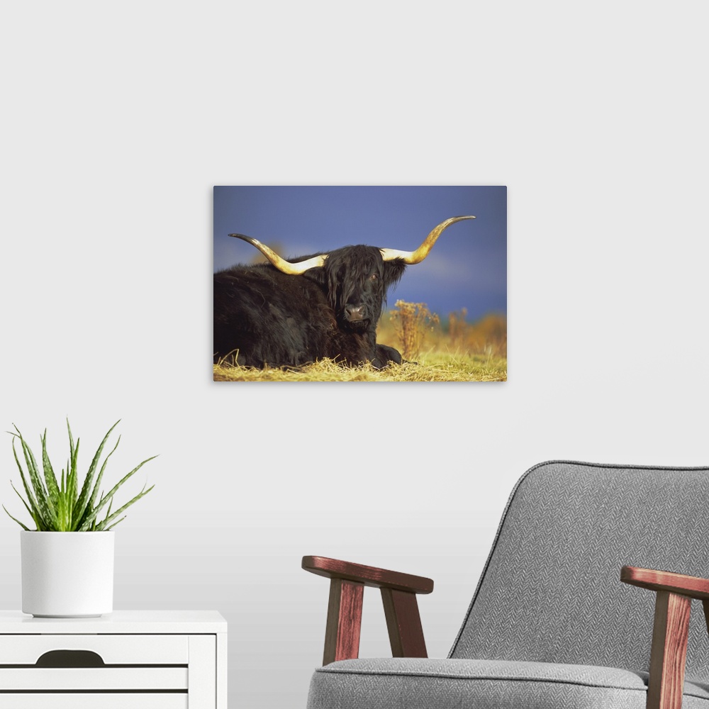 A modern room featuring Highland cattle, Scotland, UK, Europe