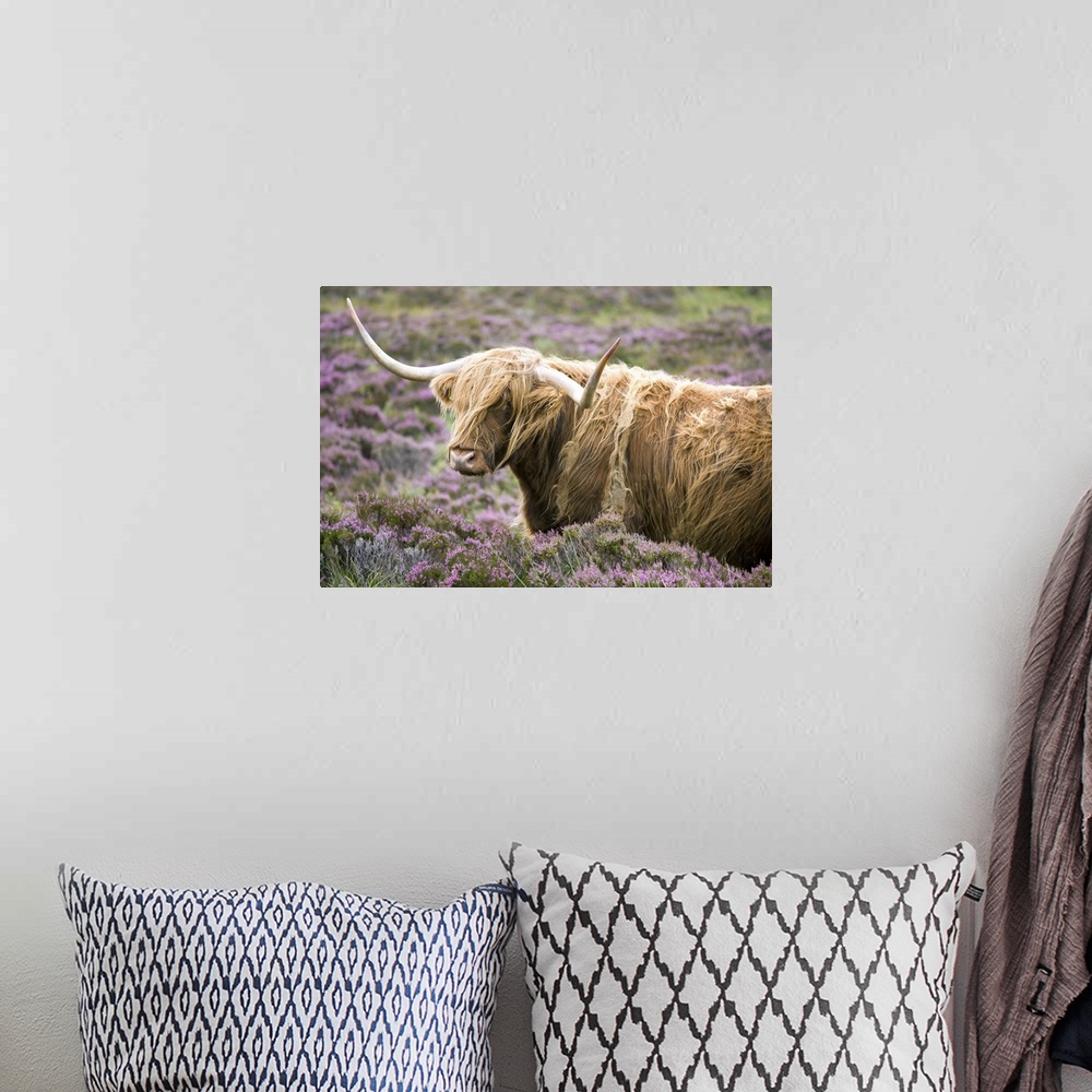 A bohemian room featuring Highland cow grazing among heather, Isle of Skye, Highlands, Scotland