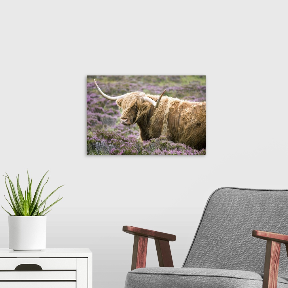 A modern room featuring Highland cow grazing among heather, Isle of Skye, Highlands, Scotland