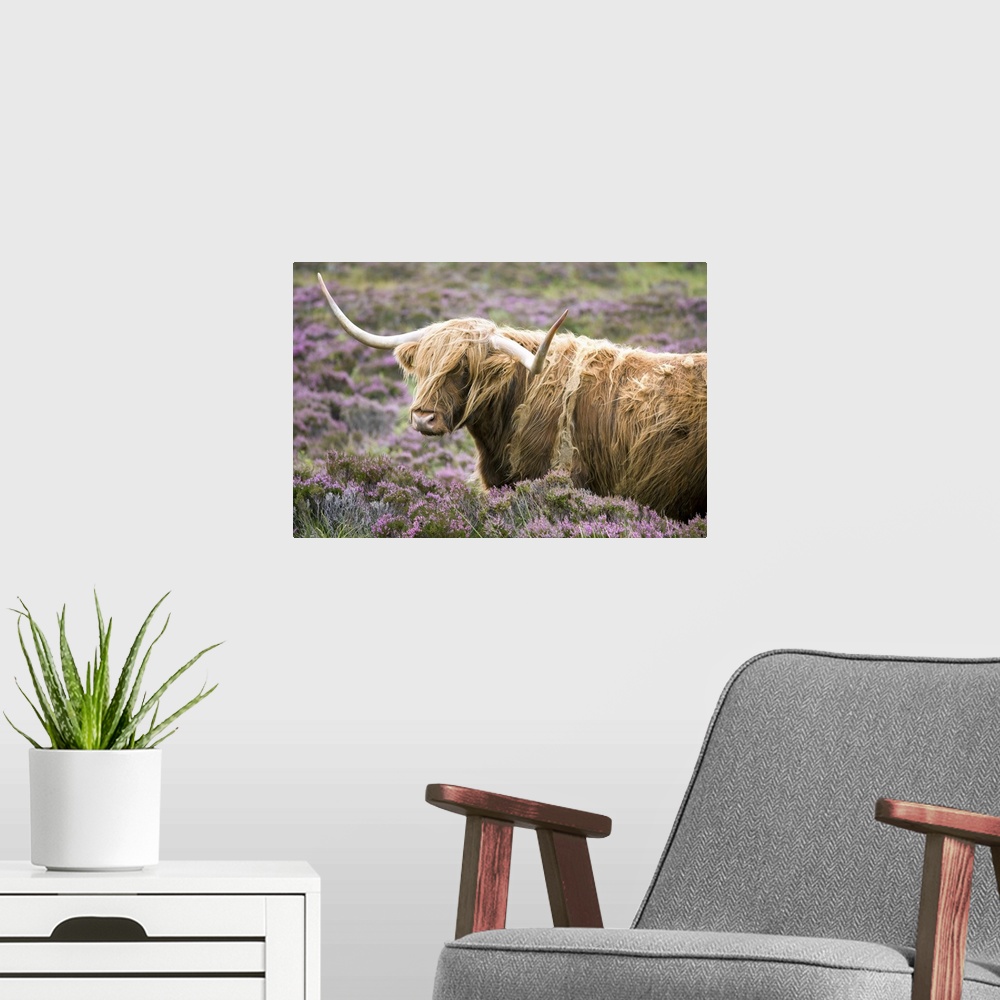 A modern room featuring Highland cow grazing among heather, Isle of Skye, Highlands, Scotland