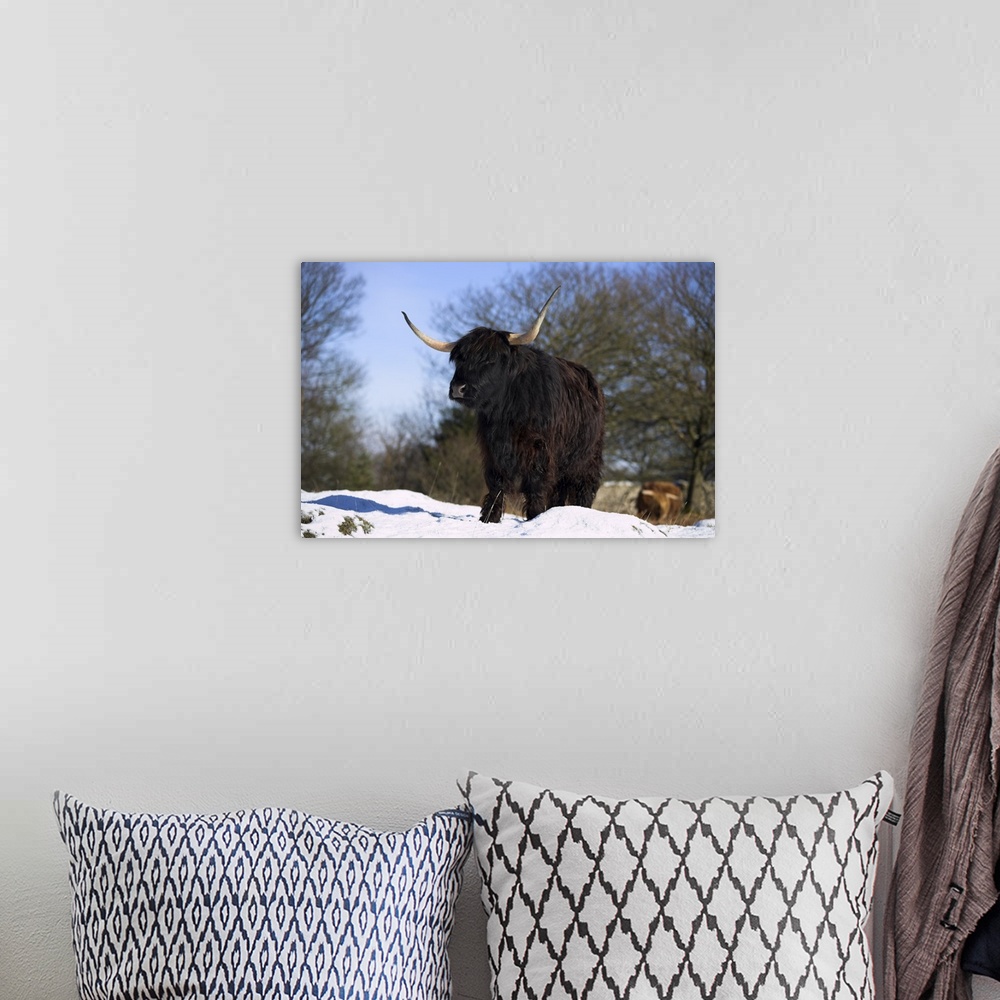 A bohemian room featuring Highland cow in snow, conservation grazing on Arnside Knott, Cumbria, England