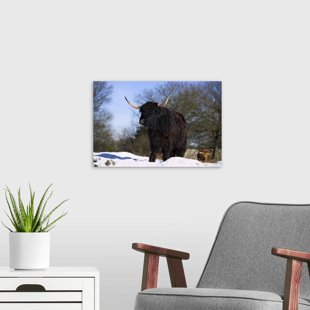 A modern room featuring Highland cow in snow, conservation grazing on Arnside Knott, Cumbria, England