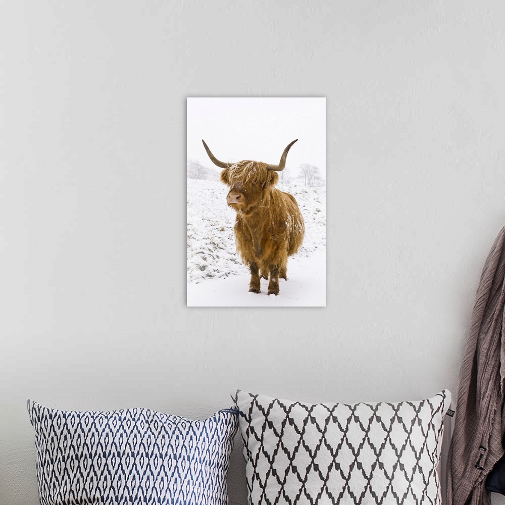 A bohemian room featuring Highland cow in winter snow, Yorkshire Dales, Yorkshire, England, United Kingdom, Europe