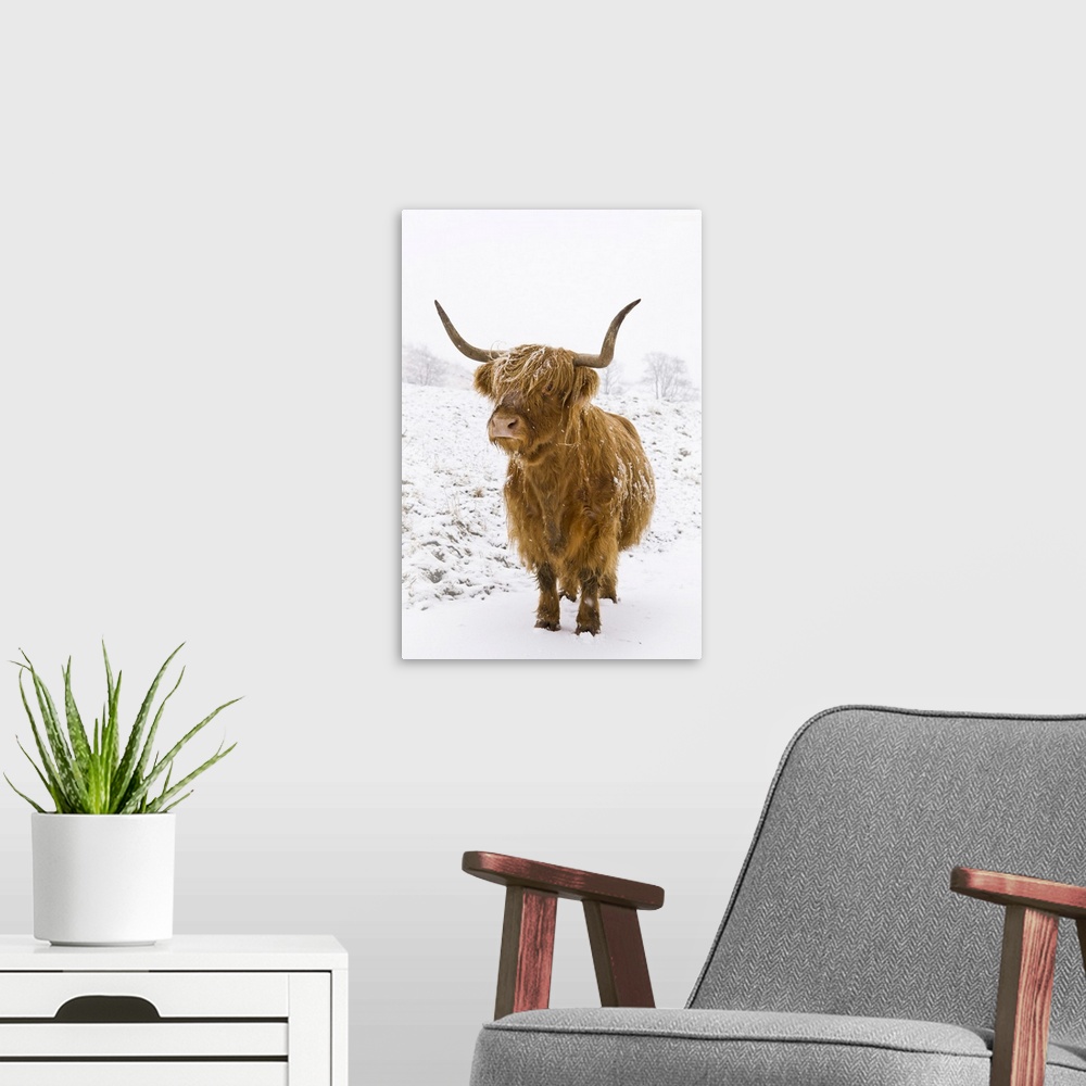 A modern room featuring Highland cow in winter snow, Yorkshire Dales, Yorkshire, England, United Kingdom, Europe