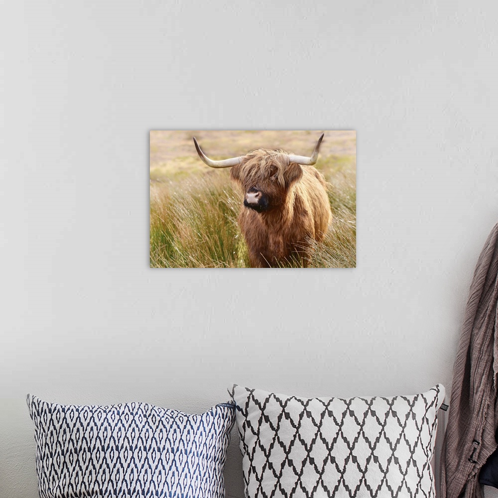 A bohemian room featuring Highland cow, Scotland, United Kingdom, Europe