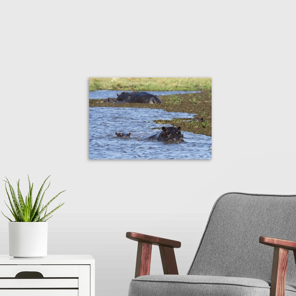 A modern room featuring Hippopotamus (Hippopotamus amphibius) in the River Khwai, Khwai Concession, Okavango Delta, Botsw...