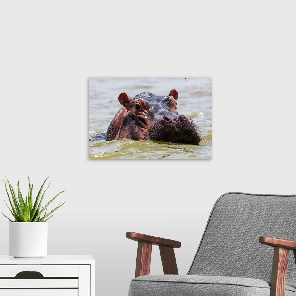 A modern room featuring Hippopotamus (Hippopotamus amphibius), Lake Jipe, Tsavo West National Park, Kenya, East Africa, A...
