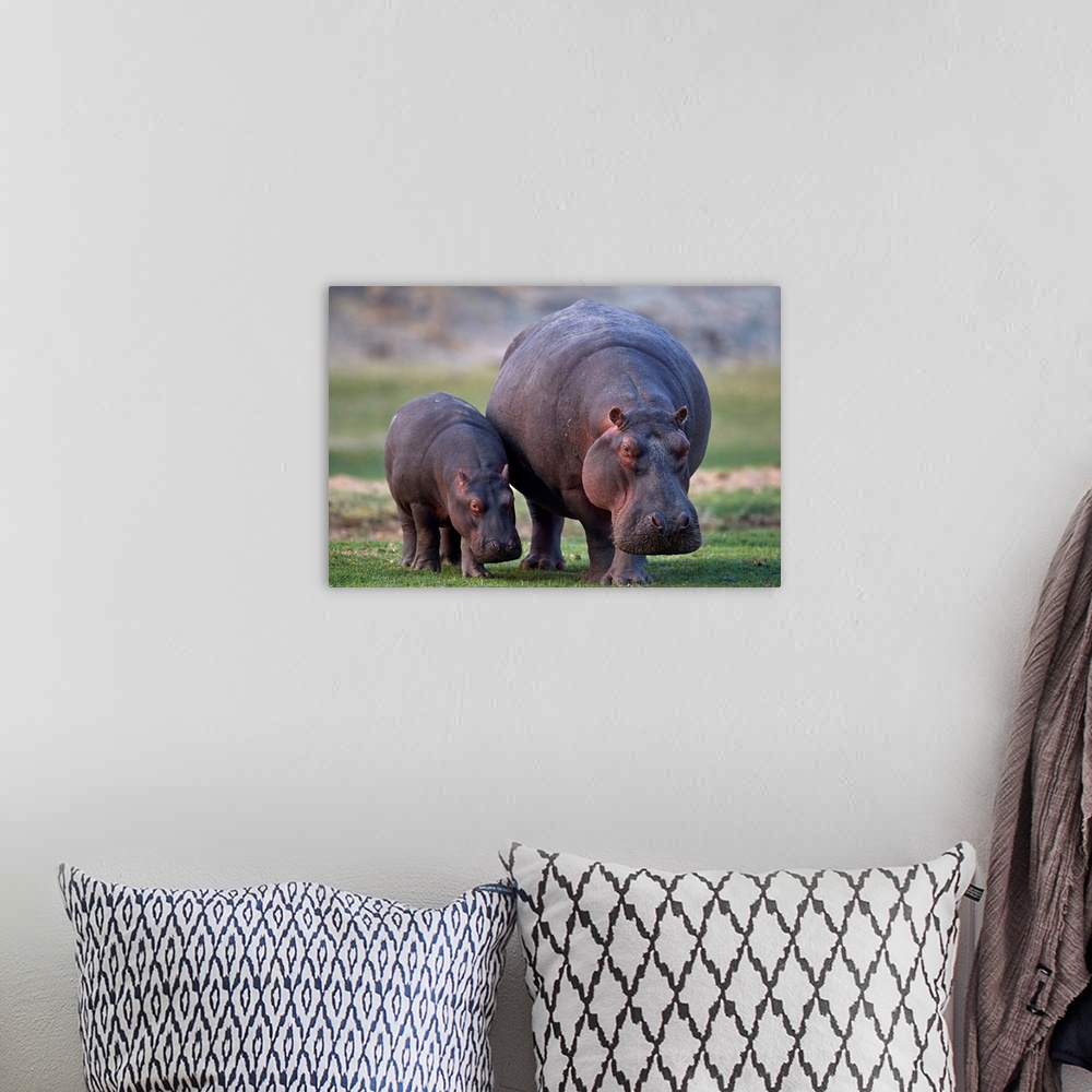 A bohemian room featuring Hippopotamus mother and baby, Ruaha National Park, Tanzania