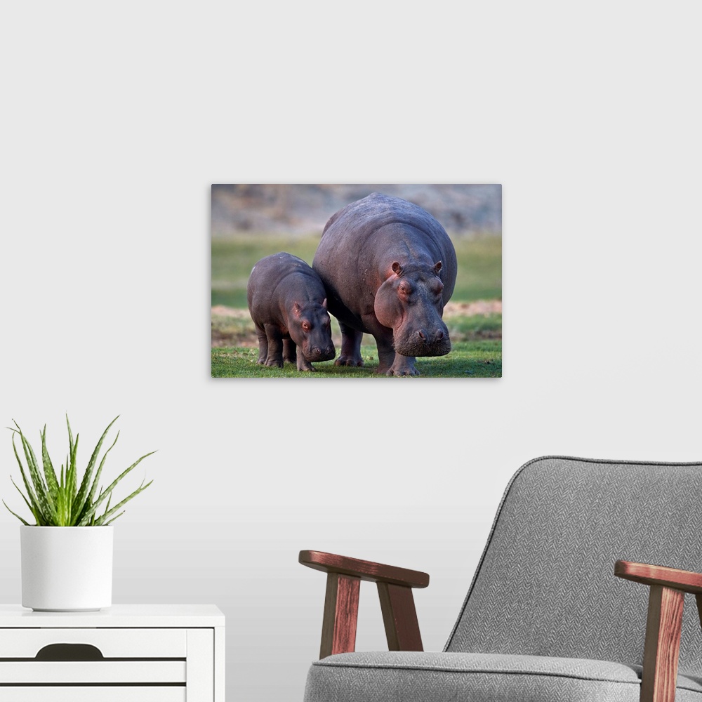A modern room featuring Hippopotamus mother and baby, Ruaha National Park, Tanzania