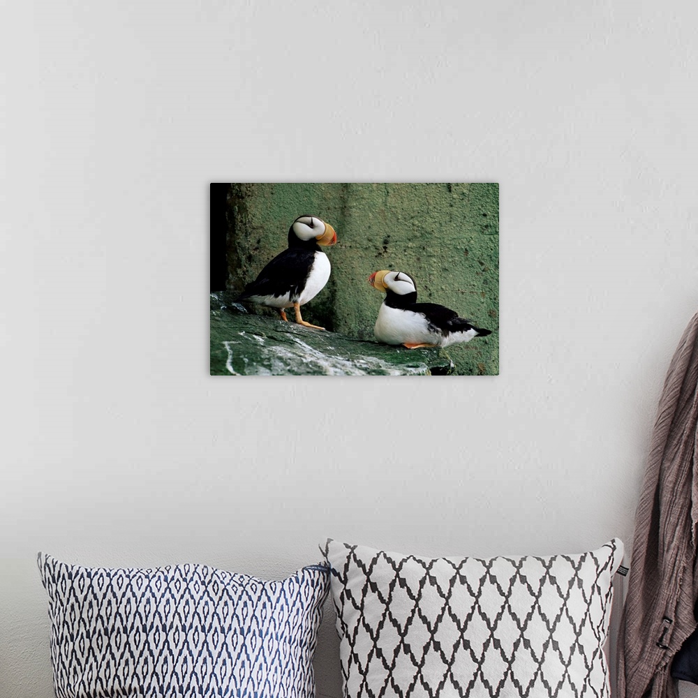A bohemian room featuring Horned puffin, St. George Island, Pribolof Islands, Alaska