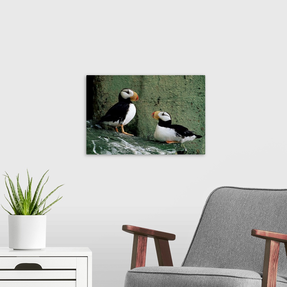 A modern room featuring Horned puffin, St. George Island, Pribolof Islands, Alaska