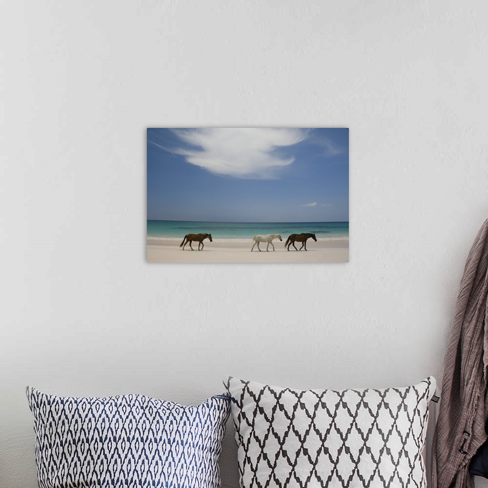 A bohemian room featuring Horses walking on Pink Sands Beach, Harbour Island, The Bahamas, West Indies, Central America