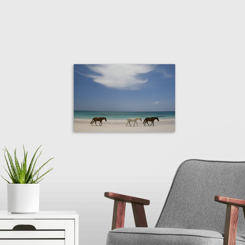 A modern room featuring Horses walking on Pink Sands Beach, Harbour Island, The Bahamas, West Indies, Central America