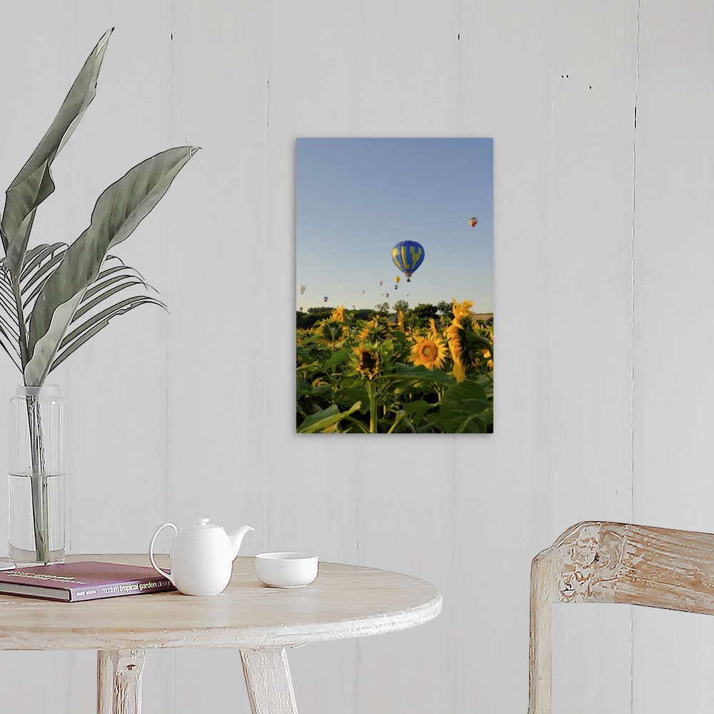 A farmhouse room featuring Hot air ballooning over fields of sunflowers in the early morning, Charente, France