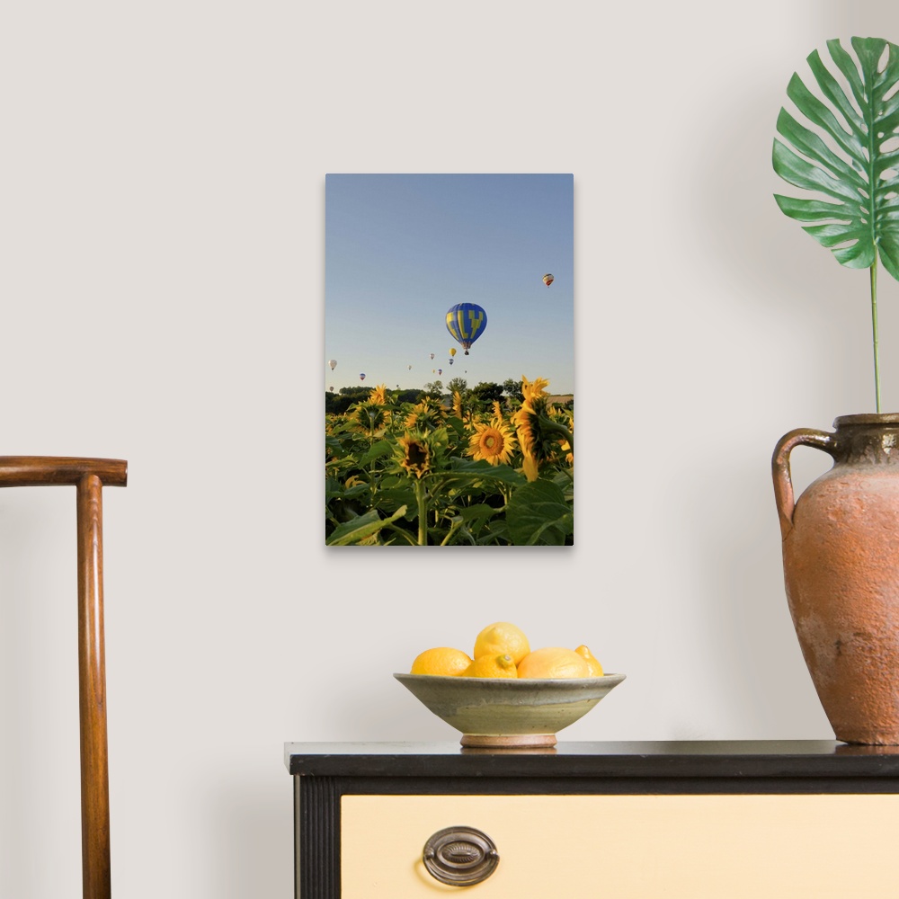 A traditional room featuring Hot air ballooning over fields of sunflowers in the early morning, Charente, France