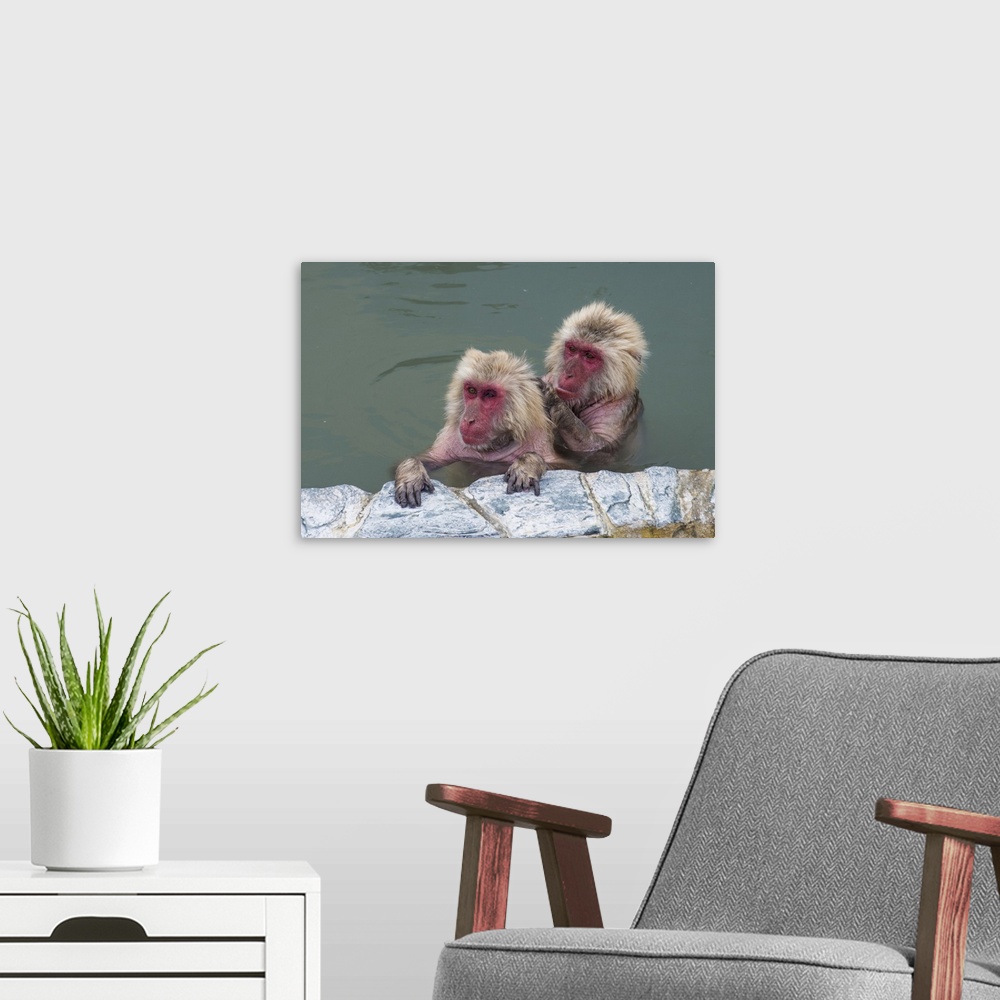 A modern room featuring Hot-tubbing monkeys, Hakodate, Hokkaido, Japan